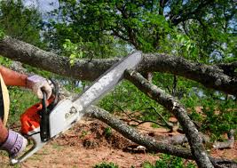 Best Tree Disease Treatment  in Shell Rock, IA